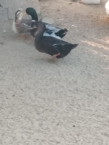 Ördəklər: Satılır: ördək sürüsü - Növlər və rənglər: ağ, qara, boz, qəhvəyi və — 5