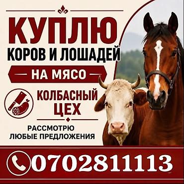 Колбасный цех : Коровы, быки, | На забой, на мясо