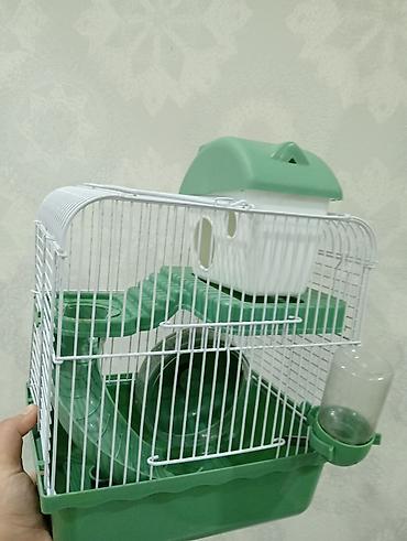 Cırtdan hamsterlər və tam dəst qəfəs Məhsul təsviri: - Növ: cırtdan at lalafo.az — 4 Cırtdan hamsterlər və tam dəst qəfəs Məhsul təsviri: - Növ: cırtdan — 4