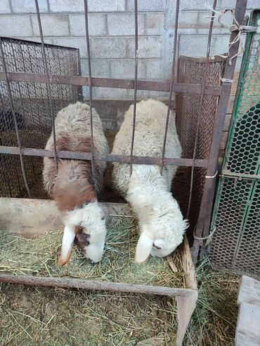 Бараны, овцы: Продаю | Ягненок | Гиссарская | На забой