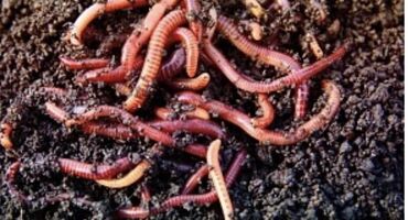 червы: Удобрение Гумус, Самовывоз