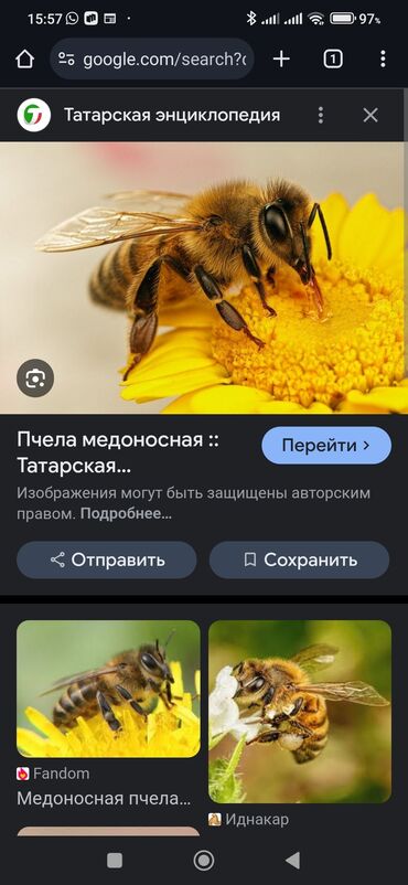 Другие товары для дома и сада: Продаётся пасека с 27 семьями, домиком, со всем необходимым