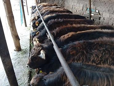 Коровы, быки: Продаю | Бык (самец) | Швицкая | На откорм — 9