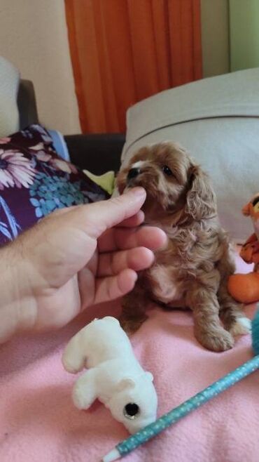 Psi: Cavapoo f1 stenci, otac toy red dark boja, majka king carls cavalier na lalafo.rs — 8 Psi: Cavapoo f1 stenci, otac toy red dark boja, majka king carls cavalier — 8