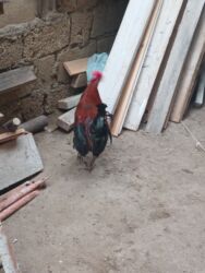 Xoruzlar: 11 dene beçə heyət çolpalari 2 dene boyuk xoruz balacalar 10 manat — 5