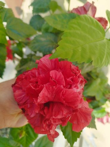 forever garlic thyme faydalari: Qırmızı cütqat hibiskus (Çin qülü) – dekorativ dibçək bitkisi - — 1