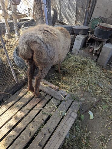 Бараны, овцы: Продаю | Овца (самка) | Арашан | Для разведения | Племенные — 10