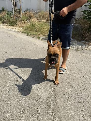 İtlər: Bokser, 7 ay, Erkək, Sənədli, Pulsuz çatdırılma — 2