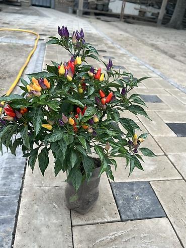 овощной: Декоративный острый перец (Capsicum annuum) в горшке - Плоды — 3