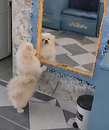 İtlər: Pekines, 1 il, Erkek, Cütləşmə üçün — 6