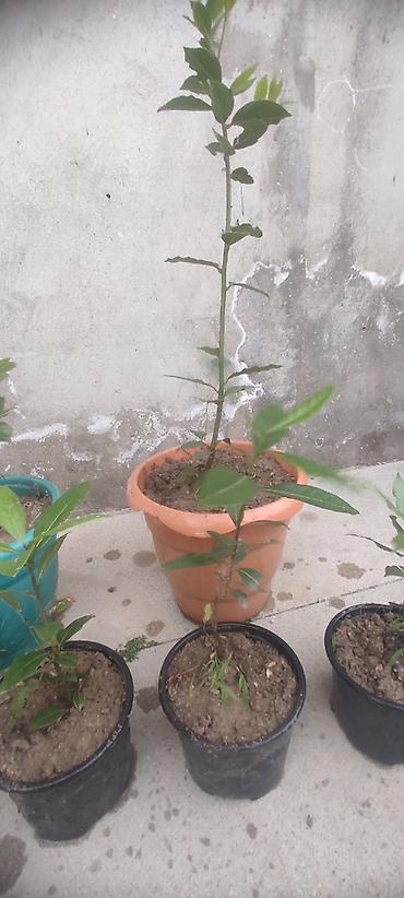 sitili: Dəfnə ağacı (Laurus nobilis) – ətirli, keyfiyyətli və məhsuldar sort — 4