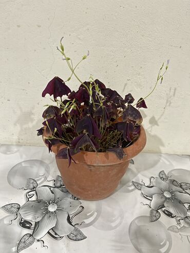 Otaq bitkiləri: Dibçək gülləri Çoxlu növdə dipcək gülləri var. Çatdırılma var — 9