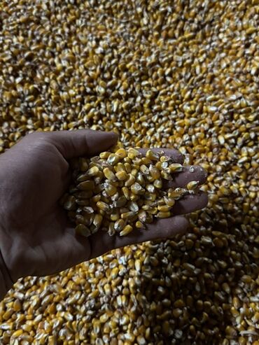 вата тытуу: Продаю Кукуруза (зерно) 11%до 14% - Зерно жёлтое, очищенное