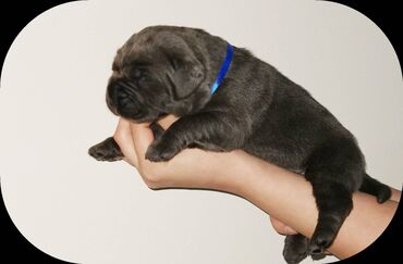 Psi: Ako tražite vernog člana porodice, obratite se nama i postanite — 13