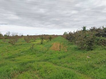 Torpaq sahələrinin satışı: 130 sot, Tikinti, Kupça (Çıxarış) — 15