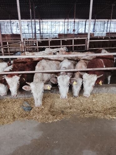 Dana, buzov: Hereford tipli ətlik danalar – fermadan - Şəkildəki bağlamalı fermada — 4