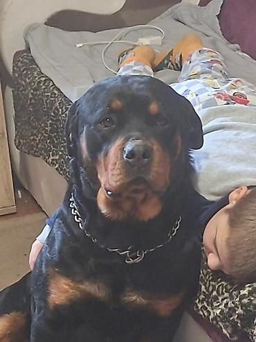 Psi: Rotvajler žensko štene oštećena 21. oktobraa 2025. Primila sve — 6