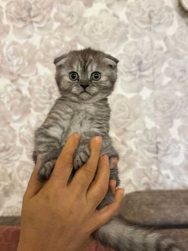 Pişiklər: Şotland yastı qulaq — 4