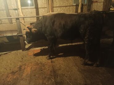 собака доберман сколько стоит: Сатам | Бука (эркек) | Бордоп семиртүү үчүн