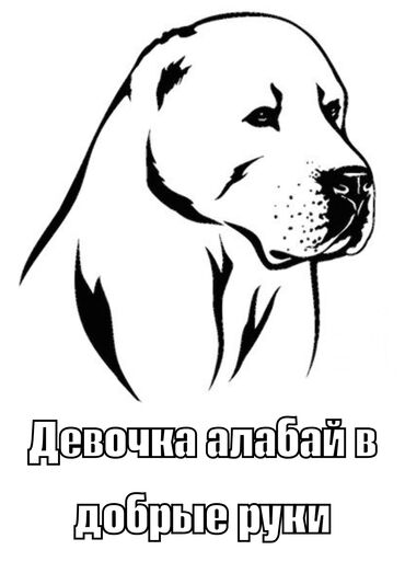алабай алабай: ‼️ Срочный поиск дома для собаки ‼️ Друзья, нужна помощь 🙏 У знакомой