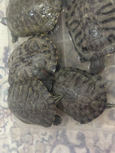 Другие животные: Красноухие черепашки,самые низкие цены,разным размеров и — 4