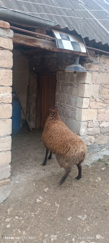 Qoyunlar, qoçlar: Erkək, il: 1, 60 kq, Damazlıq, Ünvandan götürmə — 9