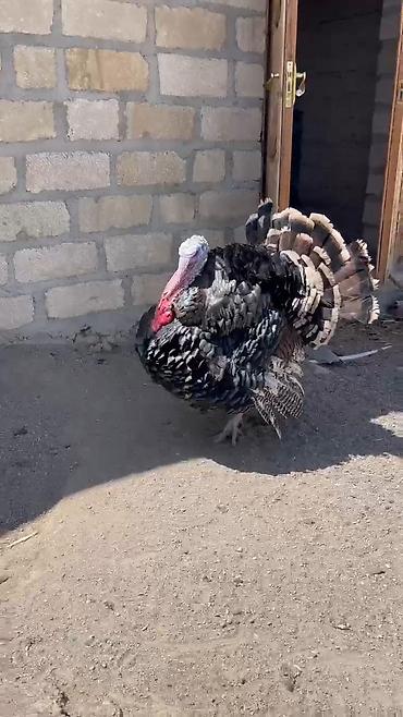 Cücələr: Hinduşka cücələri, Ətlik — 9