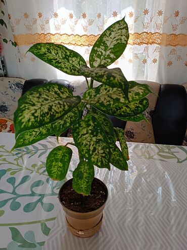 цитрусовые растения: Другие комнатные растения