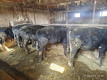 Коровы, быки: Продаю | Бык (самец) | На откорм — 12