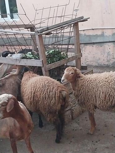 Qoyunlar, qoçlar: Damazlığ ana bala qoyunlar satılır. Balaların biri dişi, ikisi — 4