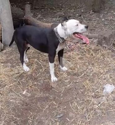 pikines it: Pitbul, 1 ay, Erkek, Peyvəndli, Ünvandan götürmə, Ödənişli çatdırılma