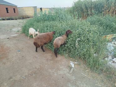 Qazlar: Dişi, Qala, il: 1, 80 kq, Damazlıq, Ünvandan götürmə