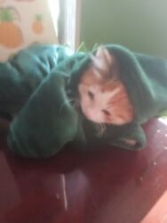 Pişiklər: Britan, Dişi, Yaxşı əllərə, Ünvandan götürmə, Pulsuz çatdırılma, Ödənişli çatdırılma -da lalafo.az — 10 Pişiklər: Britan, Dişi, Yaxşı əllərə, Ünvandan götürmə, Pulsuz çatdırılma, Ödənişli çatdırılma — 10