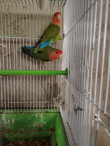 cucə və xoruz təmsil: Məhsul: Agapornis (lovebird) cütü və qəfəs Təsvir: - Şəkillərdə — 3