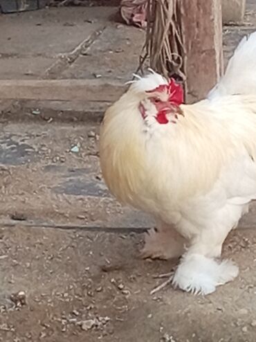 попугай ара цена: Tam sağlam yaponka xoruzlar qiymət birinə aiddir zəhmət olmasa bu