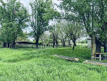 Torpaq sahələrinin satışı: Kənd təsərrüfatı, Kupça (Çıxarış) — 13