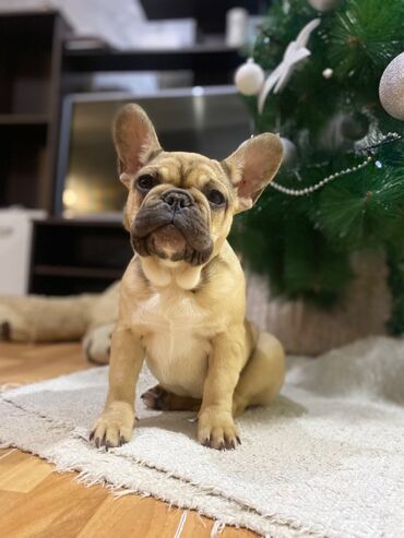 Psi: Dostupni vrhunski stenci francuskog buldoga- još dva dečaka i dve — 2