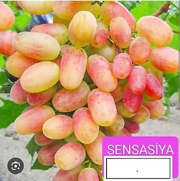 Meyvə və giləmeyvə: Məhsul: Qırmızı/çəhrayı süfrə üzümü (salxım) - Böyük, sıx salxımlar; — 23