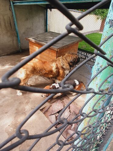 Вязка собак: Вязка: Самец, 2 года, С прививкой, С родословной — 6