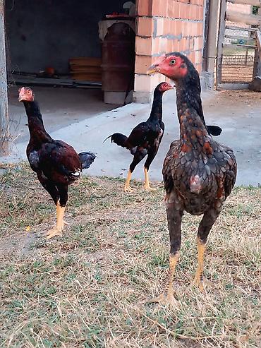 australorp toyuqlari: Toyuq cücələri, Damazlıq — 1