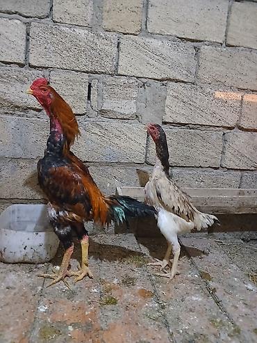 Toyuqlar: Toyuq, Damazlıq — 1