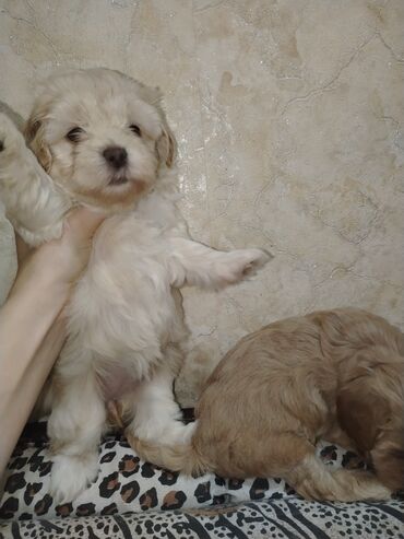 İtlər: Mini və mikro maltepoo cinsli balalar rəngləri 2 qırmızı(red) 1 — 5