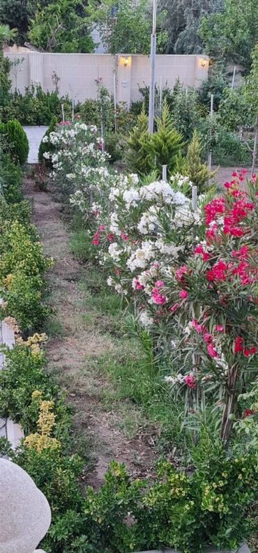 Həyət evləri və villaların satışı: 6 otaqlı, 250 kv. m, Yeni təmirli — 25