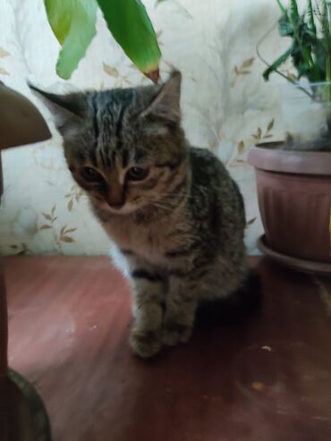 Отдам даром кошку: КОШКИ И КОТЯТА У НАС ПРИЮТ любой окрас есть можете выбрать у нас — 28