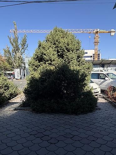 Многолетние хвойные кустарники/деревья для озеленения Самовывоз по