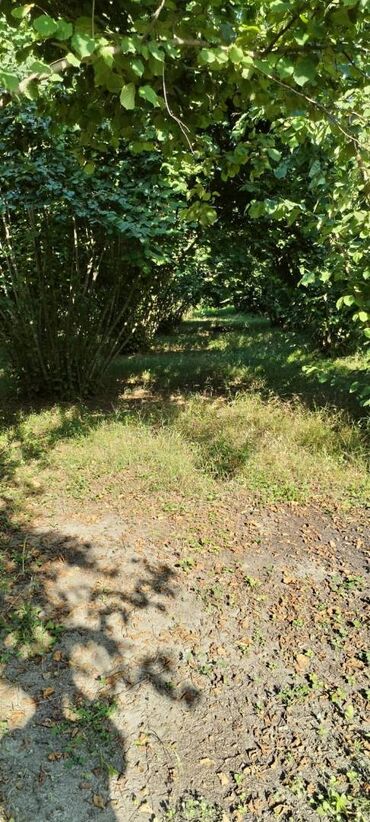 Torpaq sahələrinin satışı: 54 sot, Kənd təsərrüfatı, Kupça (Çıxarış) — 5