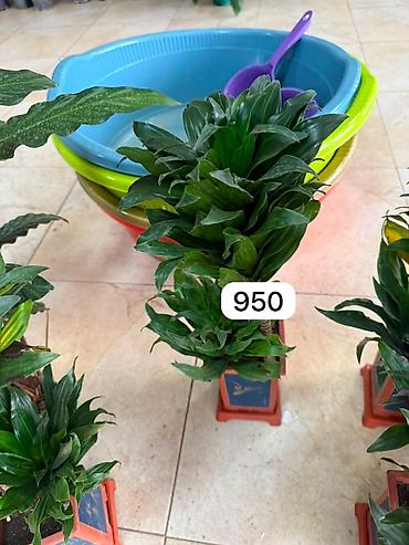 Комнатные растения: Комнатные растения в горшках 1) Спатифиллум (Spathiphyllum) — крупный — 2
