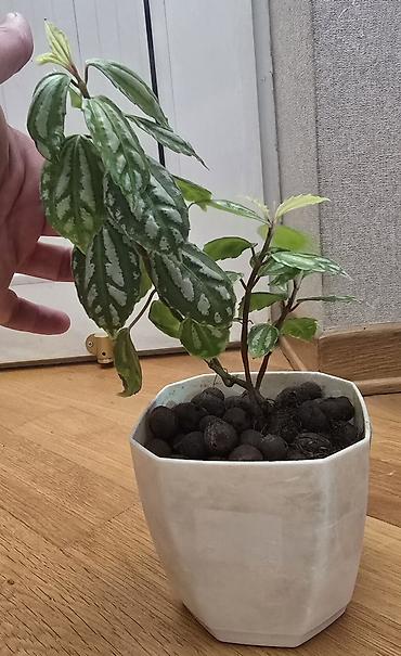 kol bitkiləri: Pilea (Qarpız gülü) – dekorativ yarpaqlı otaq bitkisi keramzitdə 2 — 3