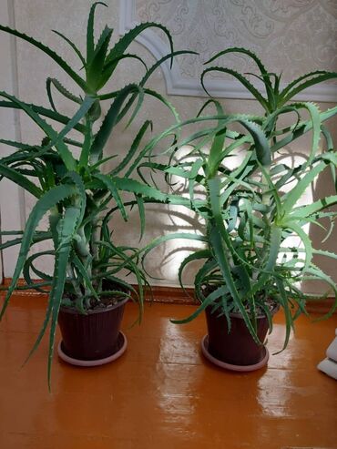 Комнатные растения: Продается алоэ! От 3-4 лет 600-800 5-7 лет от 1200 Большой выбор