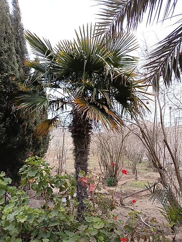 banan agaci: Trachycarpus fortunei (Hind xurması, küləkə davamlı xurma palmiyesi) – — 1